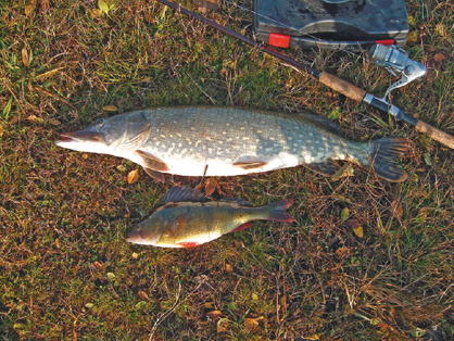Hechte und Barsche gehören zu den begehrtesten Fischen der einheimischen Angler.