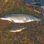 Hechte und Barsche gehören zu den begehrtesten Fischen der einheimischen Angler.