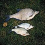 Friedfischangler erbeuten im Elbe-Seitenkanal bei Uelzen in erster Linie Brassen.