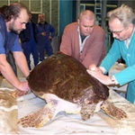 Schildkröten-Untersuchung