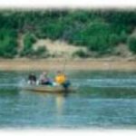 Nushagak River/Alaska: Lachse ohne Ende