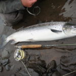 p150844-Nice-salmon-getting-meassured_low_lightbox.jpg