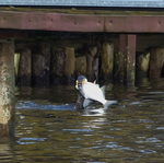 Fischräuber oder Teil der Natur