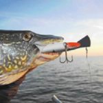Zielfisch Hecht: Mal ne Lippe riskieren