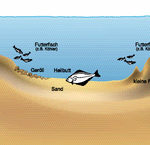 Abb. 2: Im Übergangsbereich vom Tief- zum Flachwasser kann es immer sandige Bereiche geben. Darauf deuten in diesem Fall wiederum die relativ konstanten Tiefen und die nur  wenig vorhandenen Kreuze hin.