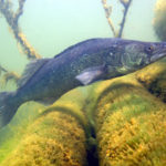 Bild: Fischereiverband NRW