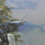 Amur am Ufer: Die kampfstarken Fische lassen sich mitunter direkt vor den Füßen des Anglers fangen.