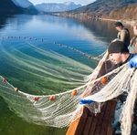 Grundlsee-Fischer holen die Netze ein. Bild: ÖBf-Archiv/W. Simlinger