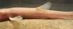 Die etwa acht Zentimeter große Höhlenschmerle ist die erste Höhlenfischart, die in Europa entdeckt wurde.  Foto: Jasminca Behrmann-Godel/Universität Konstanz