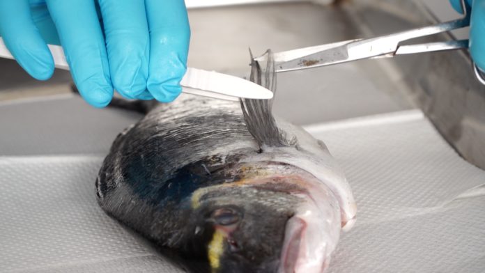 Sind Fische in der Tiefkühltruhe korrekt bezeichnet? Bei 647 Produkten wurden genetische Proben genommen und ausgewertet.