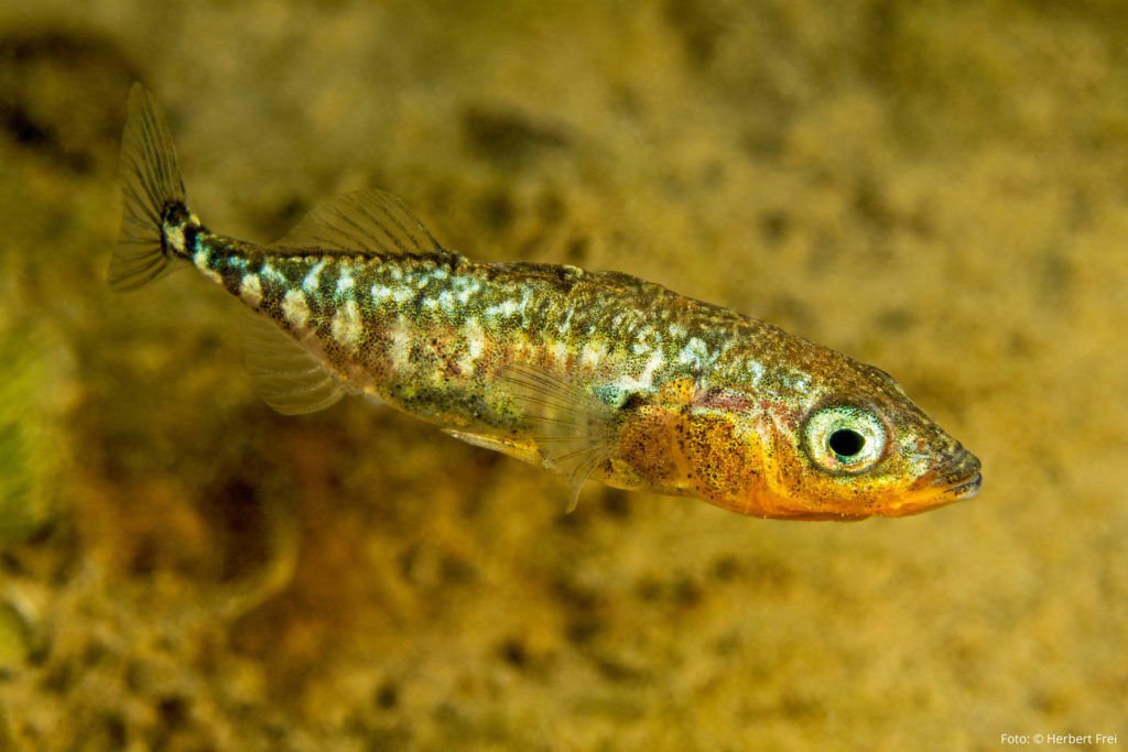 Winziger Fisch mit großer Bedeutung: Der Dreistachlige Stichling besitzt ein außergewöhnliches Brutverhalten. Foto: Herbert Frei