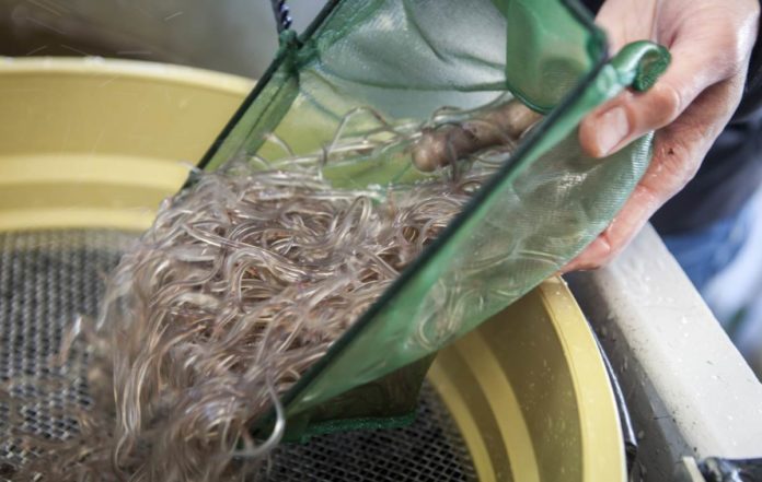 Angler besetzen deutschlandweit Aale im Rahmen der bestehenden Aal-Managementpläne. Foto: Florian Büttner
