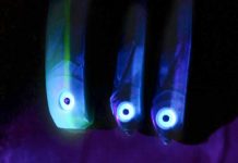 Der violette Schein einer UV-Lampe lässt die Augen der Shads auffällig leuchten; ein großer Reizfaktor, den Zander unter Wasser gut wahrnehmen.