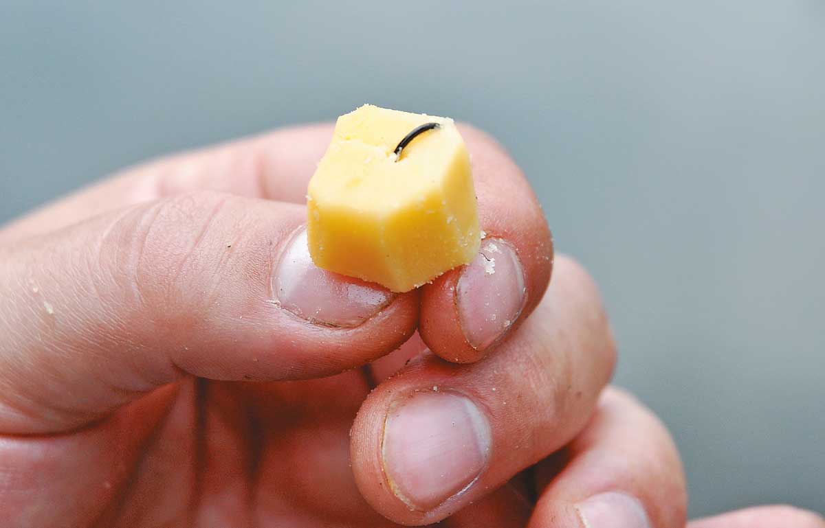 So ködert man ein Stück Käse an: Der nicht zu kleine Haken wird zunächst in den Käsewürfel gedrückt. Dann schiebt man ihn ganz hindurch, zieht ihn aus dem Käse heraus, wendet ihn und zieht ihn wieder in den Käse hinein. Wer will, kann den Würfel noch entkanten. Fertig!