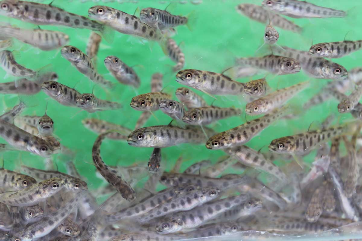 Junge Seeforellen, positiv für Wasserqualität und Angler gleichermaßen.