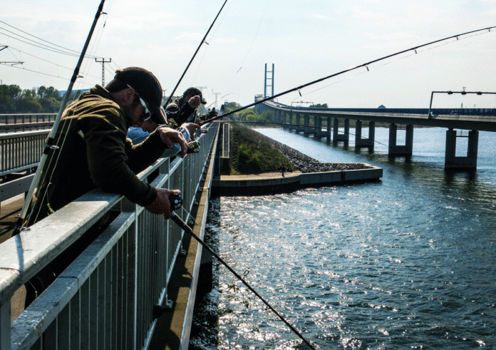 Angler fangen Heringe von der Rügendammbrücke im Strelasund. Foto: DAFV, Olaf Lindner