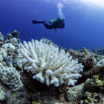 Korallenbleiche in einem Riff im Roten Meer in der Nähe von Jeddah, Saudi Arabien. Bilder: Anna Roik