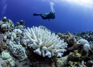 Korallenbleiche in einem Riff im Roten Meer in der Nähe von Jeddah, Saudi Arabien. Bilder: Anna Roik