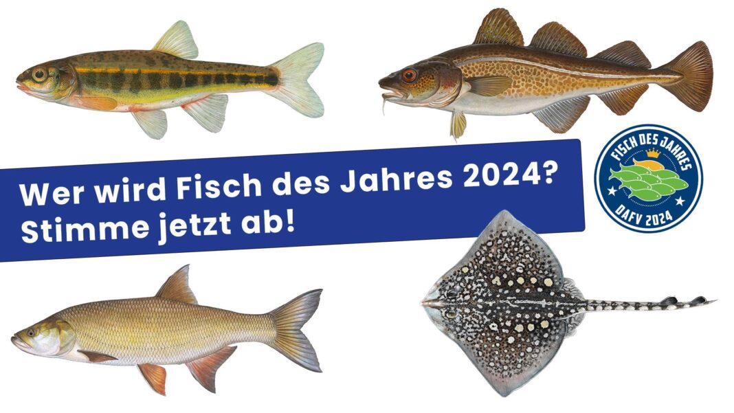 Wähle den Fisch des Jahres 2024! FISCH & FANG