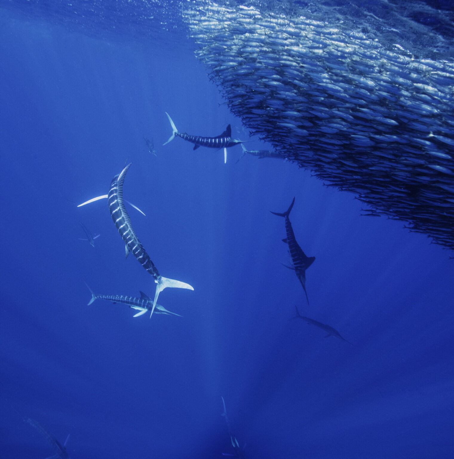 Gruppenjagd Beim Gestreiften Marlin FISCH FANG