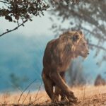 Safari in Südafrika: Löwe