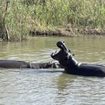 Safari in Südafrika: Flusspferde