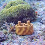 Tonziegel für Korallen