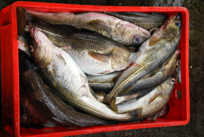 Fischpreise steigen an