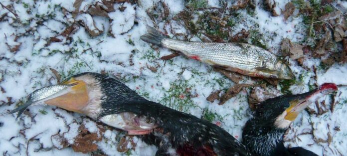Diesen von Jägern am Fluss Sülz im Bergischen Land geschossenen Kormoranen steckten noch die stark bedrohten Äschen im Hals. Bild: Fischschutz contra Kormoran e.V.