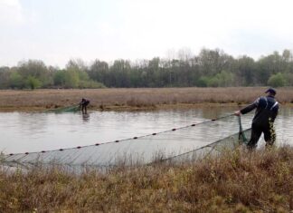 Fischbergung: Angler retten auf Wiese nach dem Hochwasser zurückgebliebene Fische mit einem Zugnetz. Bild: Andreas Maday (AVN)