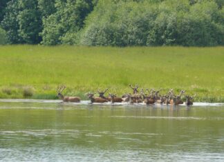 Große Wildtiere wie diese Rothirsche können vor dem Hochwasser fliehen. Bild: Deutsche Wildtier Stiftung/J. Storck
