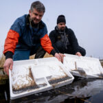 LAV-Biologe Rüdiger Neukamm (links) und Fischereiberater Marius Behrens beim Aussetzen der jungen Glasaale am Westensee. Bilder: J. Radtke/LAV-SH