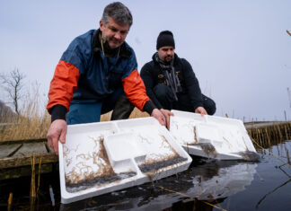LAV-Biologe Rüdiger Neukamm (links) und Fischereiberater Marius Behrens beim Aussetzen der jungen Glasaale am Westensee. Bilder: J. Radtke/LAV-SH