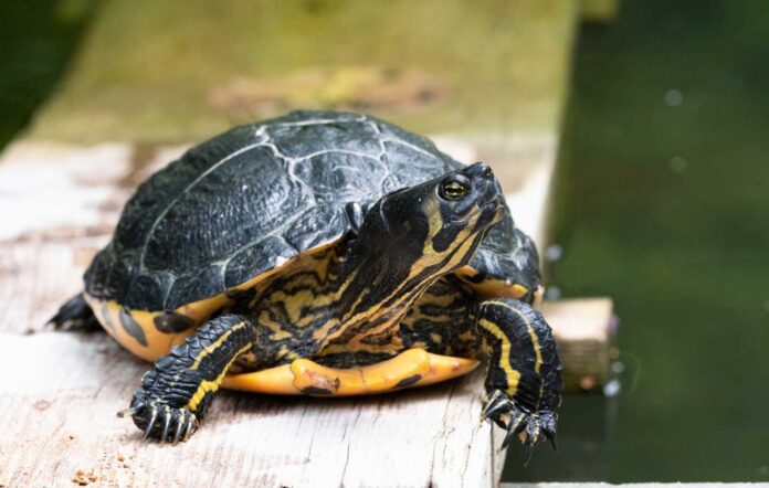 Invasive Arten wie die Gelbwangen-Schmuckschildkröte wurden bereits in viele unserer Gewässer eingeschleppt. Bild: BNA/Hirt