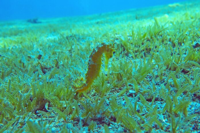 Die kleinwüchsige Seegrasart Halophila stipulacea aus dem Roten Meer breitet sich immer mehr im Mittelmeer aus, wie hier vor Israel. Foto: Stephanie Helber, Leibniz-Zentrum für Marine Tropenforschung