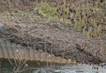 Abertausende Wollhandkrabben wandern dicht am Ufer entlang, um das Wanderungshindernis in der Elbe auf dem Landweg zu umklettern. Bilder: D. Böttcher
