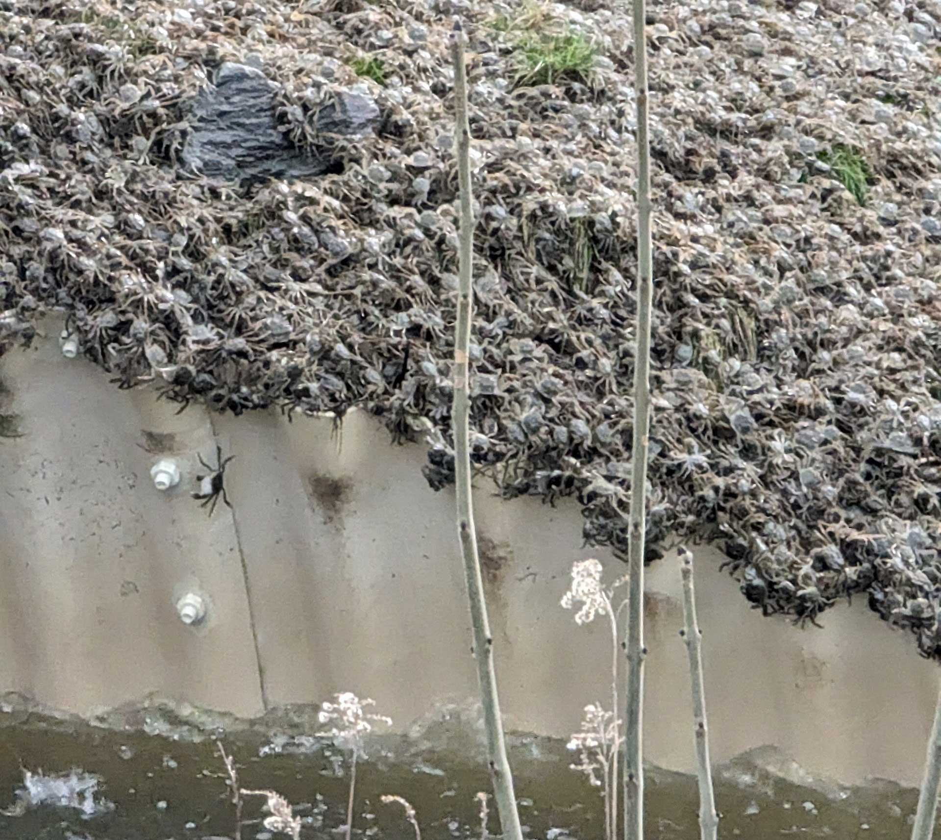 In der Vergrößerung sind die unzähligen Wollhandkrabben zu sehen, die sich dicht gedrängt am Ufer entlangschieben.