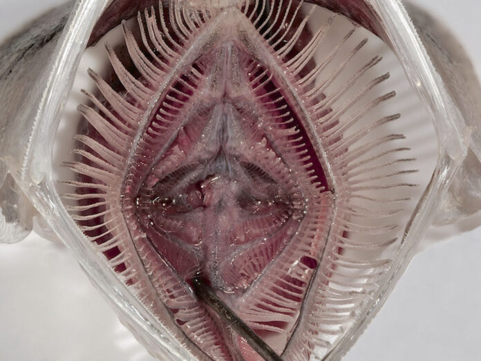 Blick ins geöffnete Maul einer Sardelle. Die Kiemenbögen bilden einen Rechen der sehr effektiv Plankton aus dem Wasser filtert. Bild: Leandra Hamann/Uni Bonn