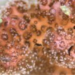 Korallen filtern bei ihrer Ernährung versehentlich auch Mikroplastik-Partikel aus dem Meerwasser. Bild: Elisabeth Wörner