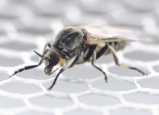 Kommt unscheinbar daher wie eine Stubenfliege: Die Art Simulium ornatum gehört zu den Kriebelmücken, die Krankheiten übertragen können. Bild: Dorian Dörge/Senckenberg