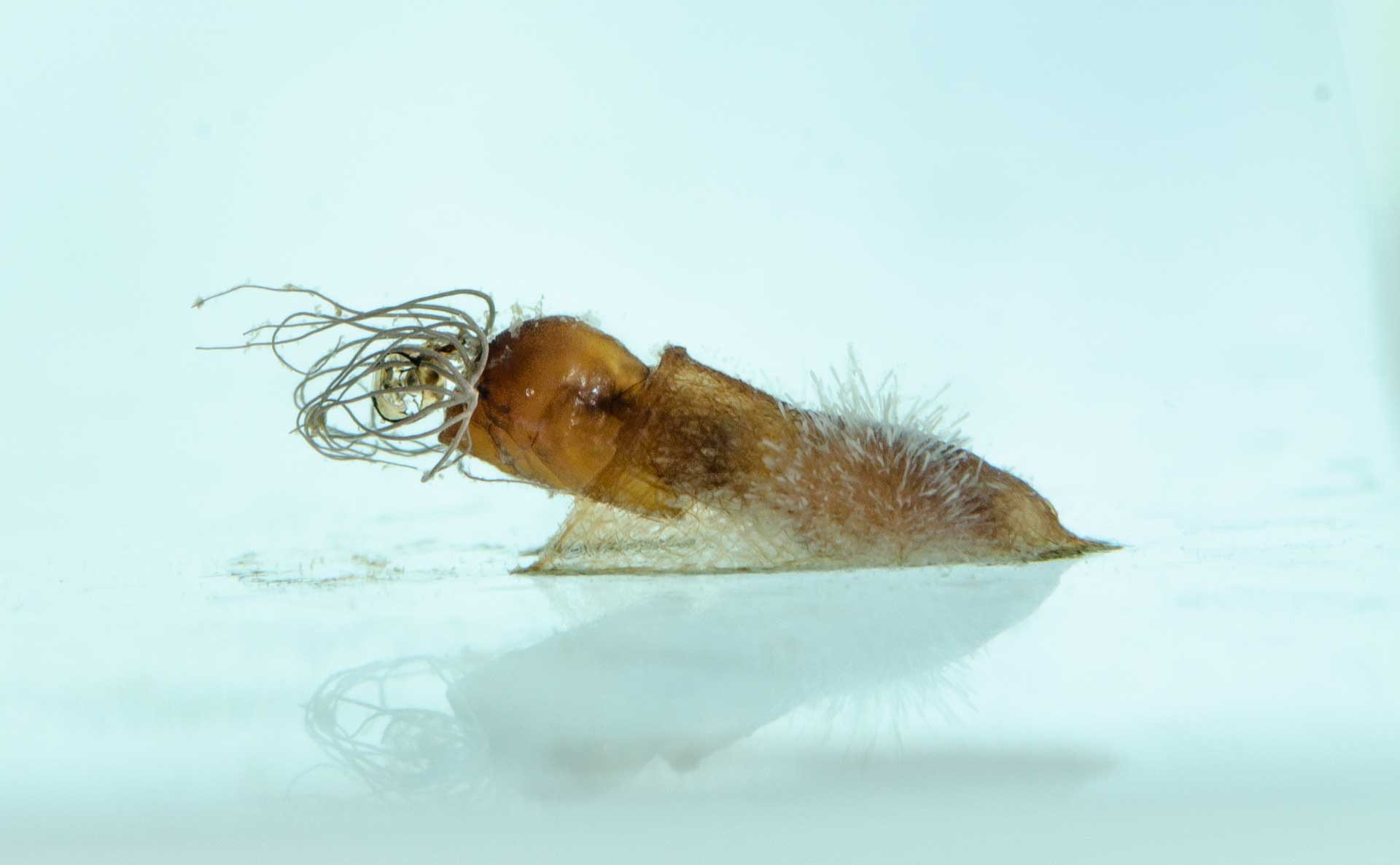 An der Wasseroberfläche aus der Puppe schlüpfende Kriebelmücke: Die Larvenentwicklung der Blutsauger findet in Fließgewässern statt. Bild: Dorian Dörge/Senckenberg