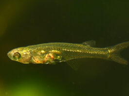 Nur maximal 12 Millimeter lang, aber über 140 Dezibel laut: Der durchsichtige Mini-Fisch "Danionella cerebrum" aus Südostasien. Bild: Senckenberg/R. Britz