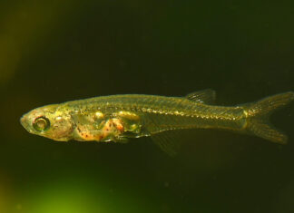 Nur maximal 12 Millimeter lang, aber über 140 Dezibel laut: Der durchsichtige Mini-Fisch "Danionella cerebrum" aus Südostasien. Bild: Senckenberg/R. Britz