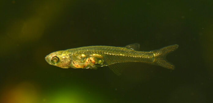 Nur maximal 12 Millimeter lang, aber über 140 Dezibel laut: Der durchsichtige Mini-Fisch 