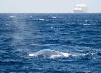 Wale verständigen sich unter Wasser mit Lauten. Schnell fahrende Schiffe stören durch Unterwasserlärm diese lebenswichtige Kommunikation. Bild: Russell Leaper/IFAW