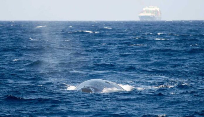 Wale verständigen sich unter Wasser mit Lauten. Schnell fahrende Schiffe stören durch Unterwasserlärm diese lebenswichtige Kommunikation. Bild: Russell Leaper/IFAW