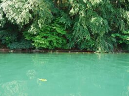 Durch Planktonalgen grün gefärbter See. Bisher dachte man, dass Stickstoff immer ausreichend vorhanden ist und das ausschließlich Phosphor das Algenwachstum limitiert. Symbolbild: Redaktion