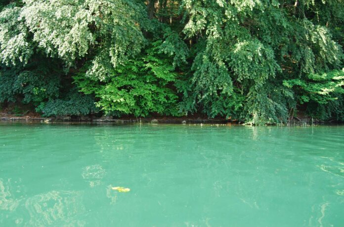 Durch Planktonalgen grün gefärbter See. Bisher dachte man, dass Stickstoff immer ausreichend vorhanden ist und das ausschließlich Phosphor das Algenwachstum limitiert. Symbolbild: Redaktion