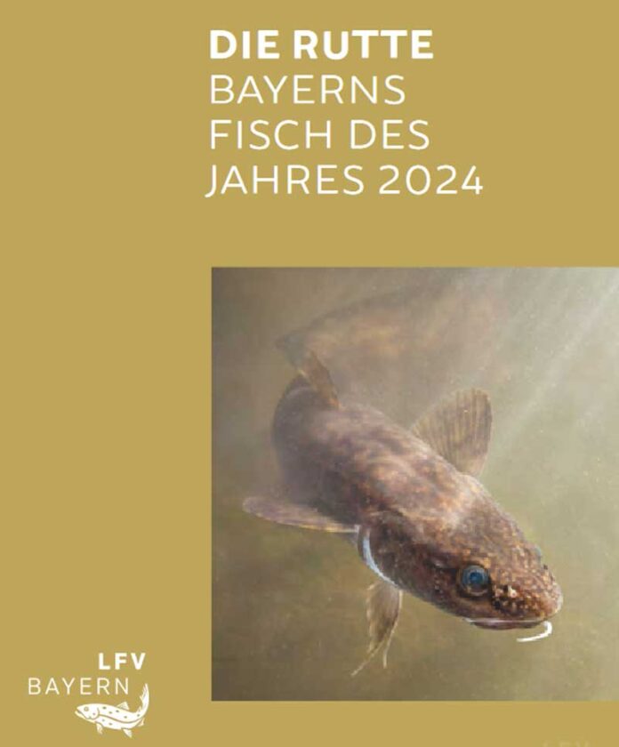 Die Rutte oder Quappe ist Bayerns Fisch des Jahres 2024. Diese Broschüre des Landesfischereiverbands Bayern kann unter diesem Beirtag heruntergeladen werden. Bild: Screenshot