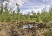 Das Grünswalder Moor gehört zur Naturlandschaft Wanninchen. Es ist ein Hangquellmoor, das durch Quellwasser gespeist wird. Bild: Ralf Donat/Heinz Sielmann Stiftung